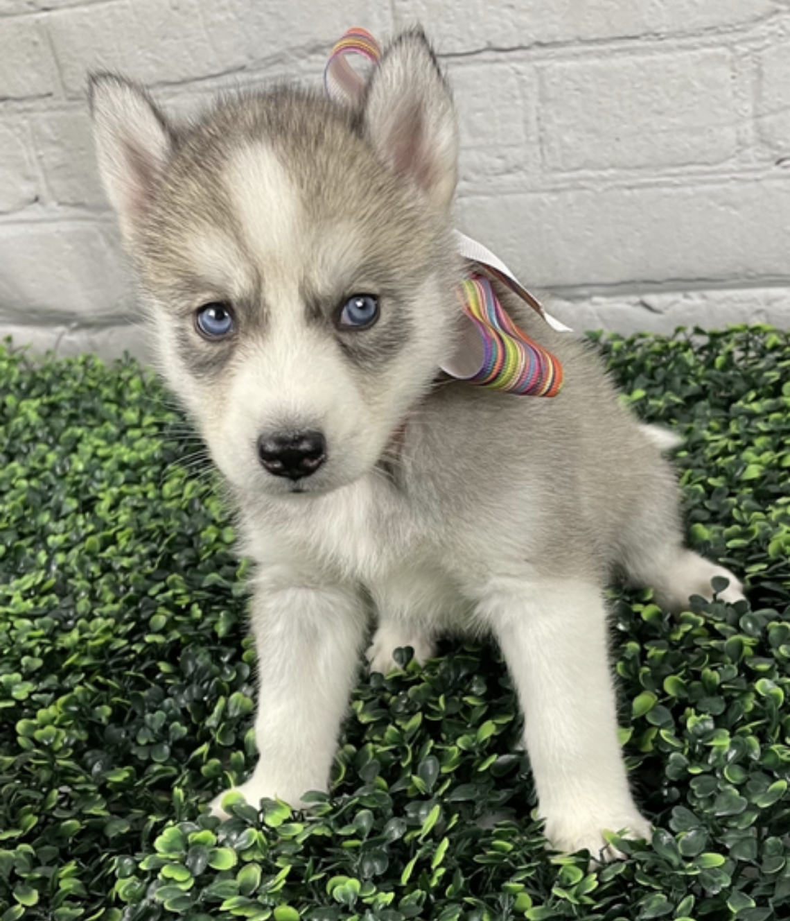 comprar cachorros sanos, baratos y asequibles para la venta